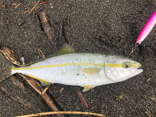 ワカシの釣果