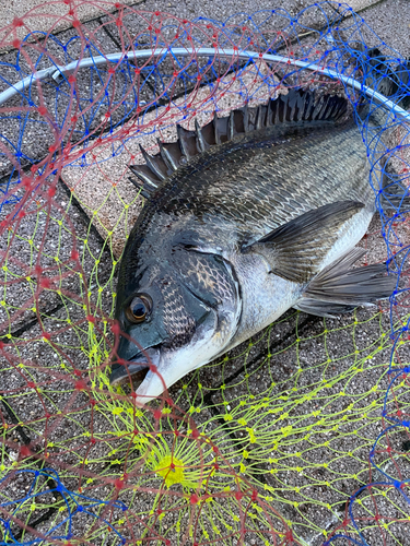 クロダイの釣果