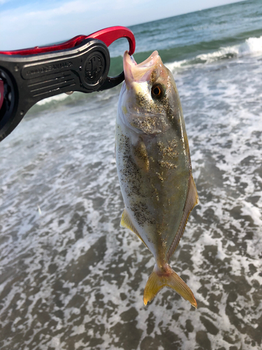 ショゴの釣果