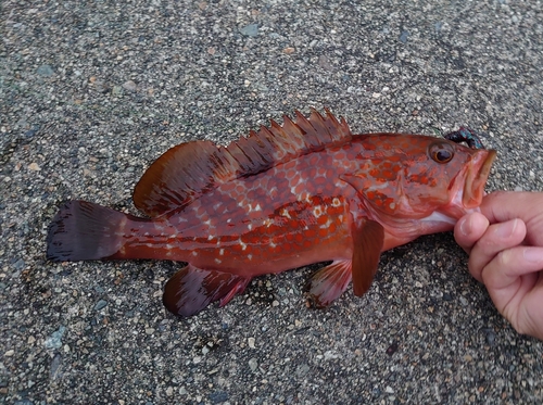 キジハタの釣果