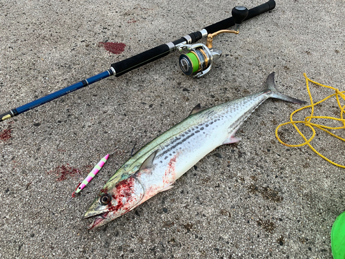 サゴシの釣果