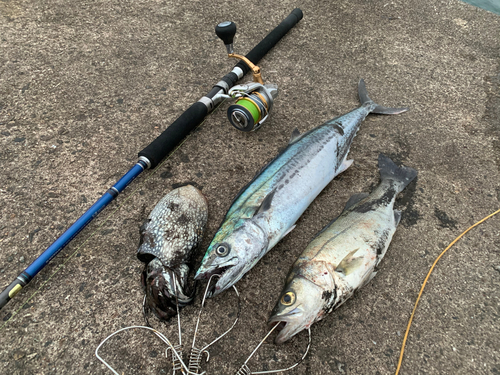 シーバスの釣果