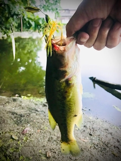 ブラックバスの釣果