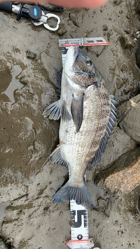 チヌの釣果