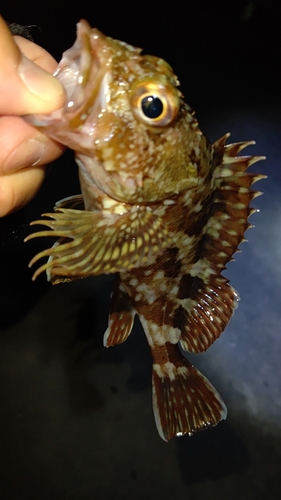 カサゴの釣果