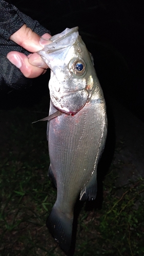 セイゴ（ヒラスズキ）の釣果