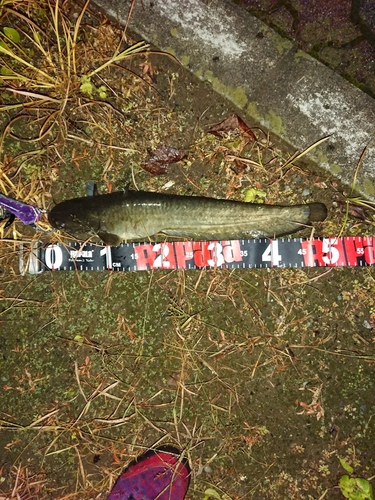 マナマズの釣果