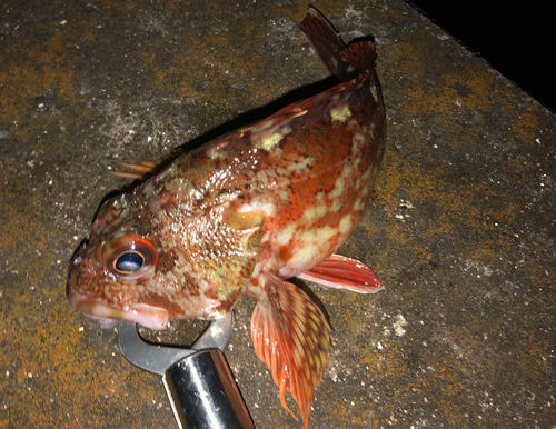 カサゴの釣果