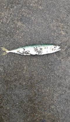 サバの釣果