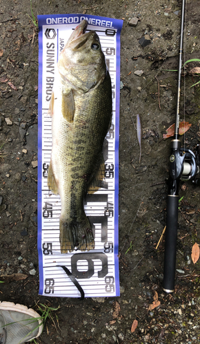 ブラックバスの釣果