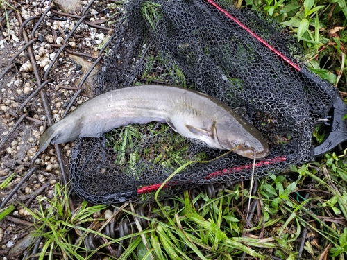 ナマズの釣果