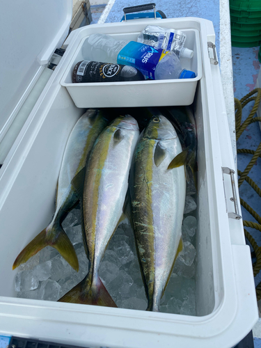 イナダの釣果