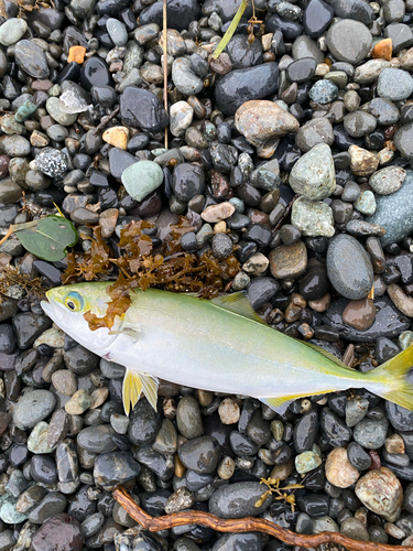 ワカシの釣果