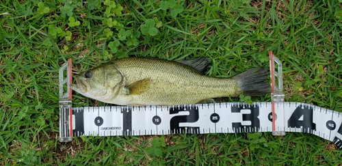 ブラックバスの釣果