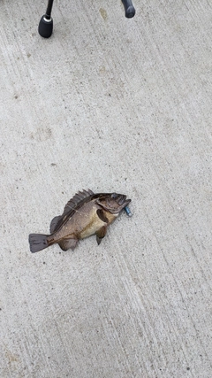 エゾメバルの釣果