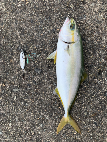 ツバスの釣果