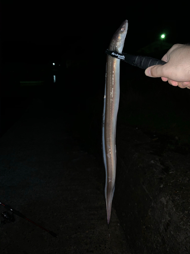 マアナゴの釣果