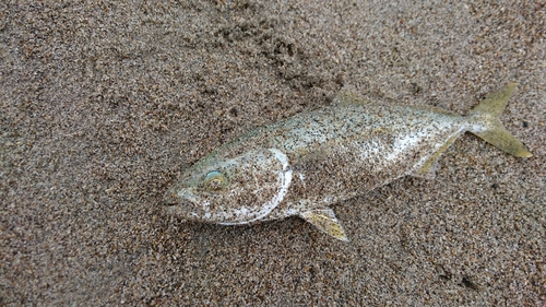 ワカシの釣果