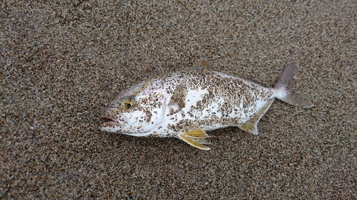 ショゴの釣果