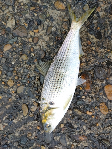 コノシロの釣果