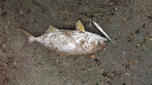 ショゴの釣果