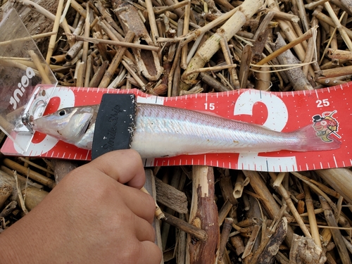 キスの釣果