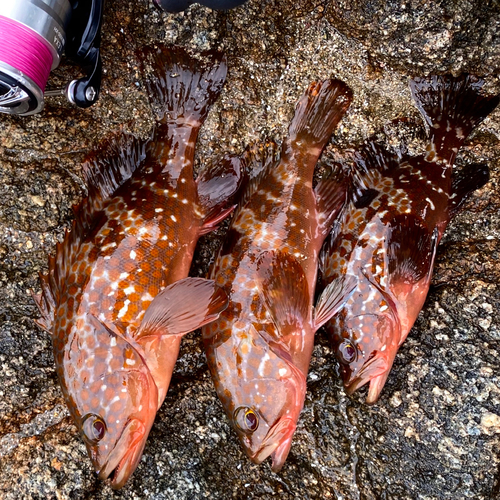 アコウの釣果