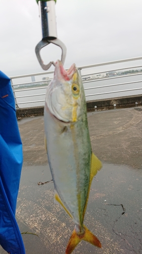 ワカシの釣果