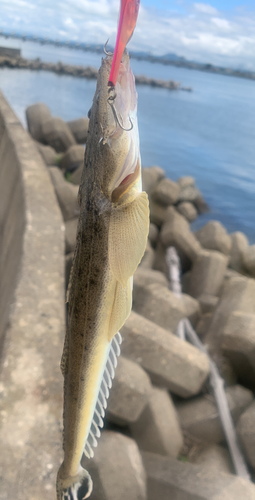 マゴチの釣果