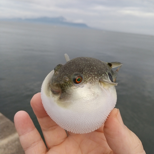 キスの釣果