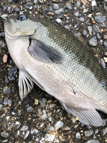 メジナの釣果