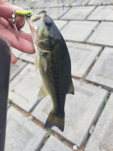 ラージマウスバスの釣果