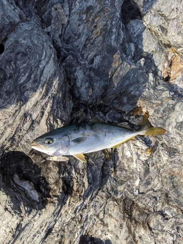 ヤズの釣果