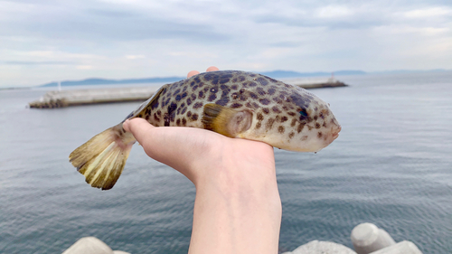 クサフグの釣果