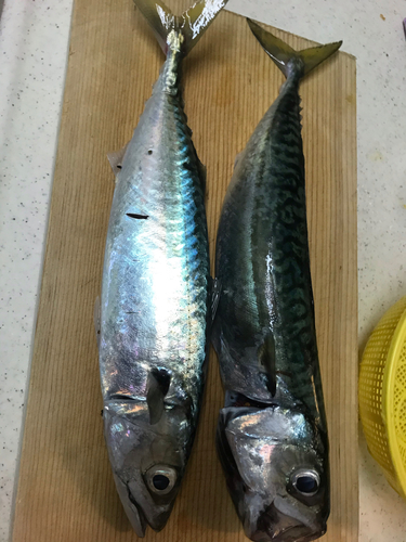 サバの釣果