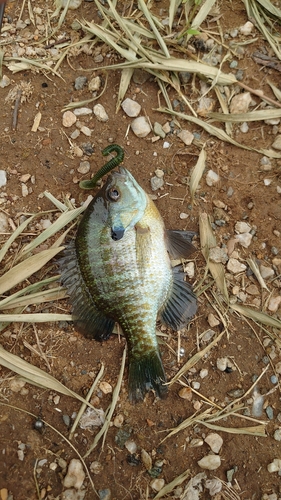 ブルーギルの釣果