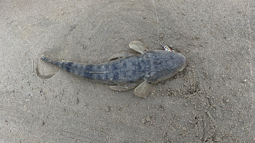 マゴチの釣果