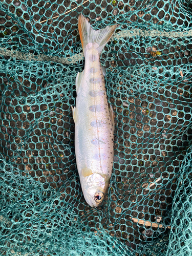 アマゴの釣果