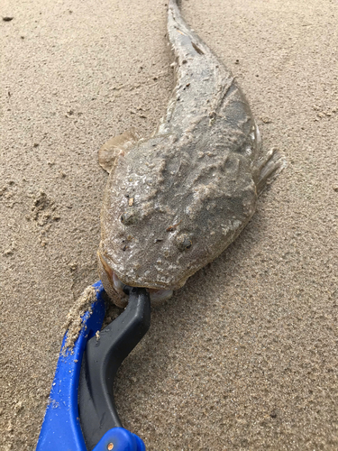 マゴチの釣果