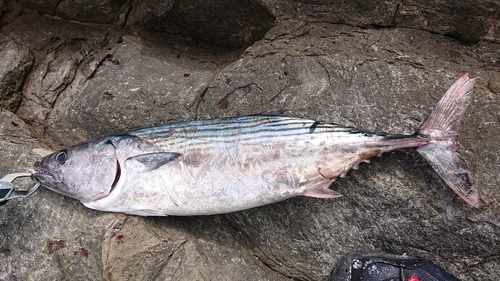 ハガツオの釣果