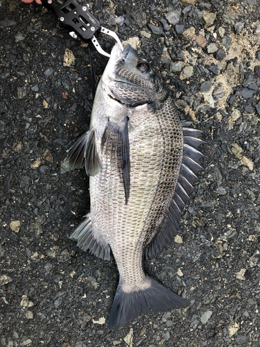 チヌの釣果