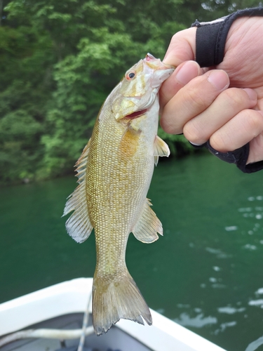 スモールマウスバスの釣果