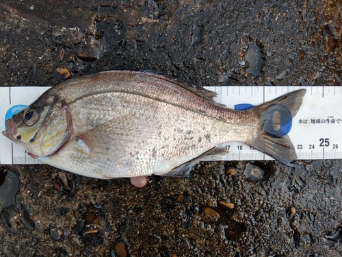 ウミタナゴの釣果