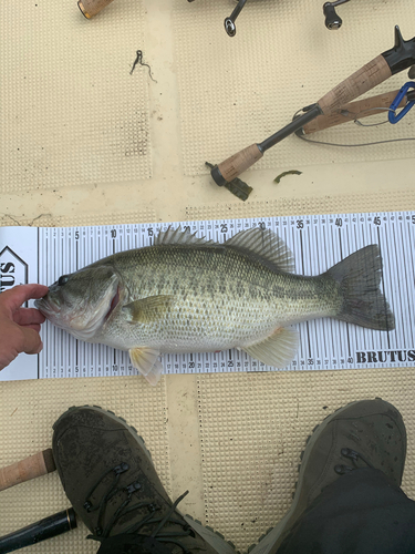 ブラックバスの釣果