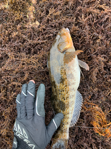 アイナメの釣果