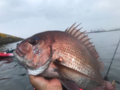 マダイの釣果