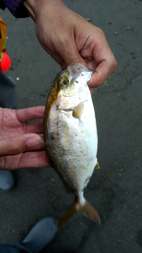 ショゴの釣果