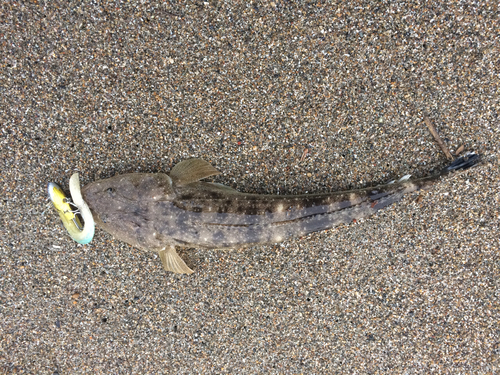 マゴチの釣果