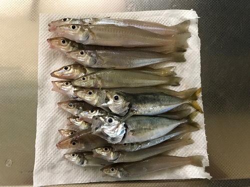 シロギスの釣果