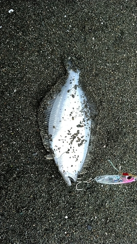 ソゲの釣果